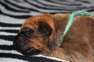 2012-07-18_B-Wurf 011