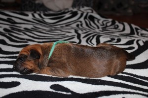 2012-07-18_B-Wurf 013