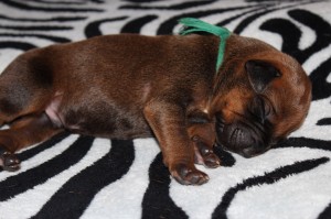 2012-07-18_B-Wurf 027