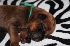 2012-07-18_B-Wurf 029