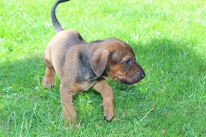 2012-08-18_Herr Grün