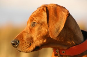 DSC_2878_2012_11_15_154240