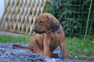 Herr Blau im Garten 2