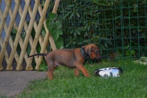 Herr Grün im Garten 1