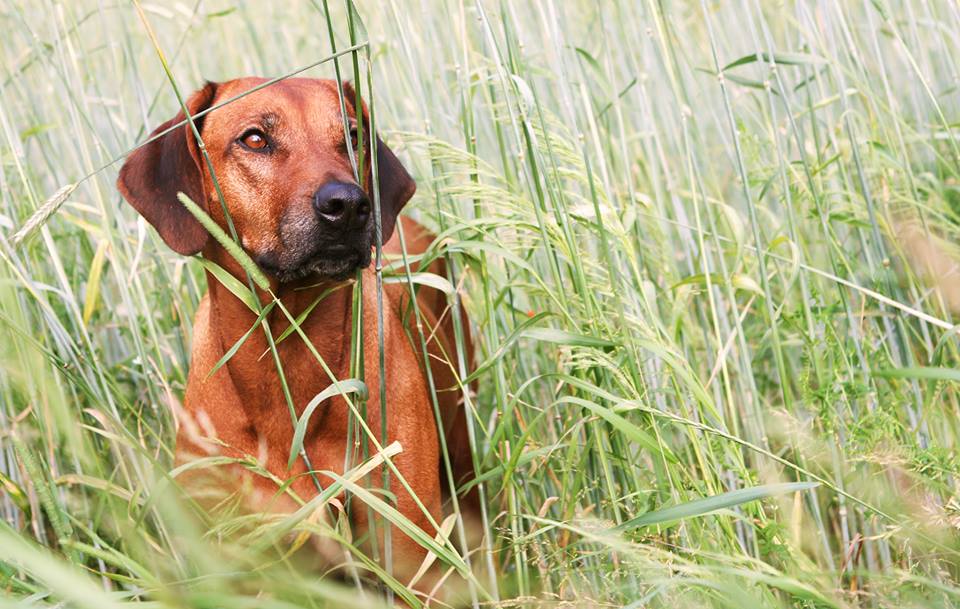 2013-06_Hanna_dogpoint