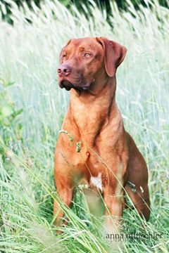 2013-06_Massai-dogpoint oelde