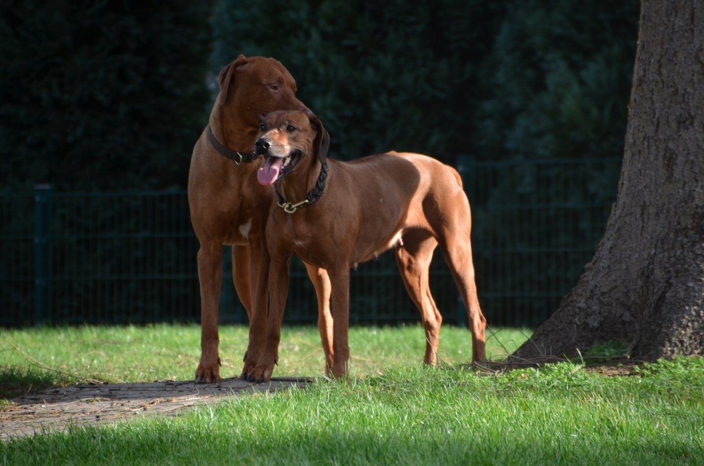 Hanna und Massai 1. Hochzeit 029