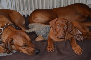 10175057_639941829416582_5532452568303447370_n