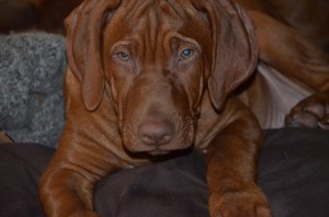 10302636_639942082749890_4170512784253708192_n