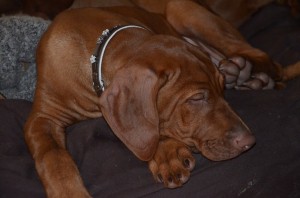 10376411_639942002749898_8344137871203311875_n