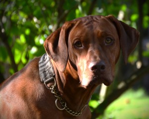 2024-09-01_Habeebah III