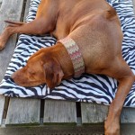 2026-05-08_BeeBee
